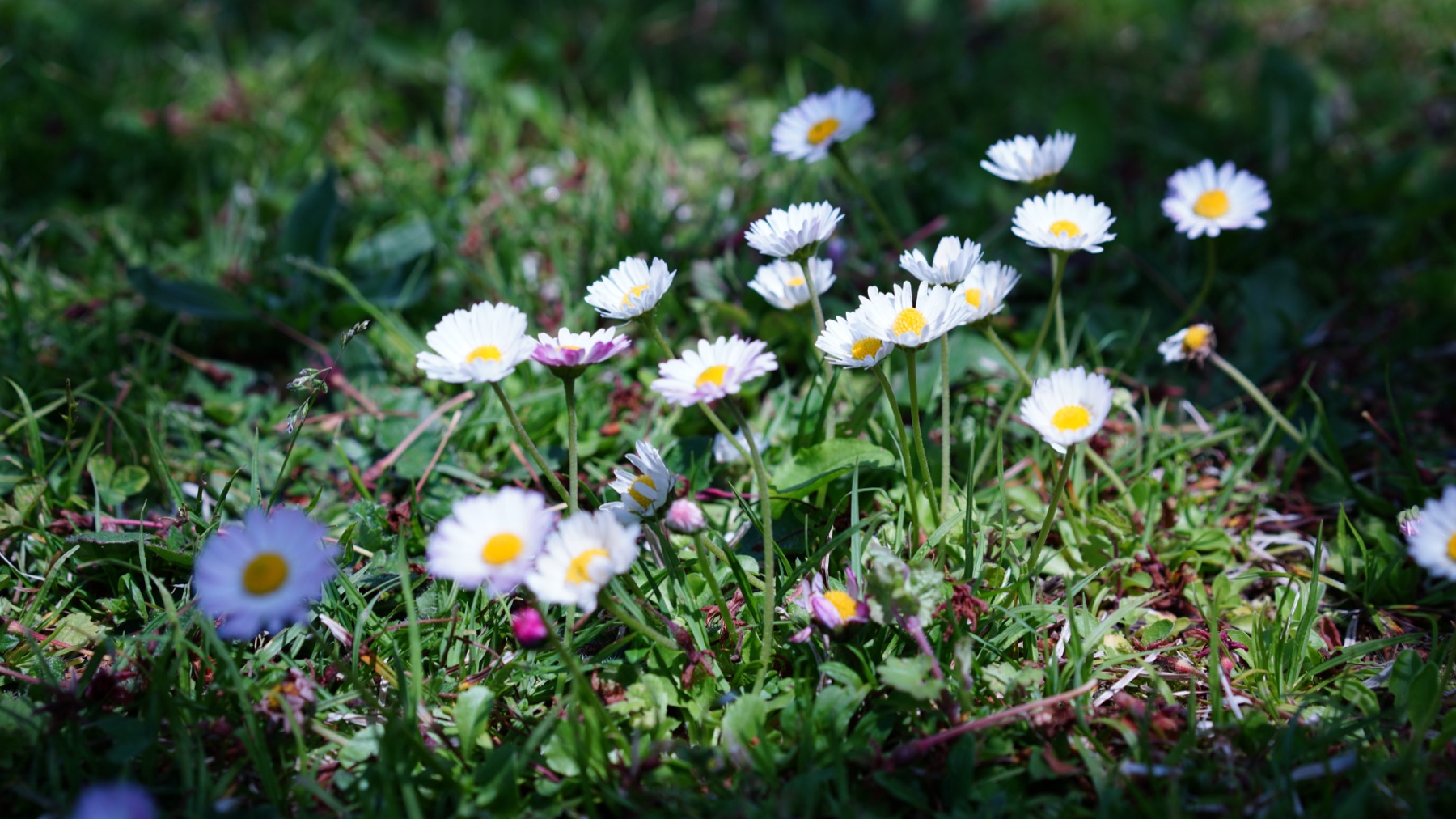 草むらに咲く白い花を低い位置から撮影した写真。手前と奥がぼけ、中央の花に光が当たっている