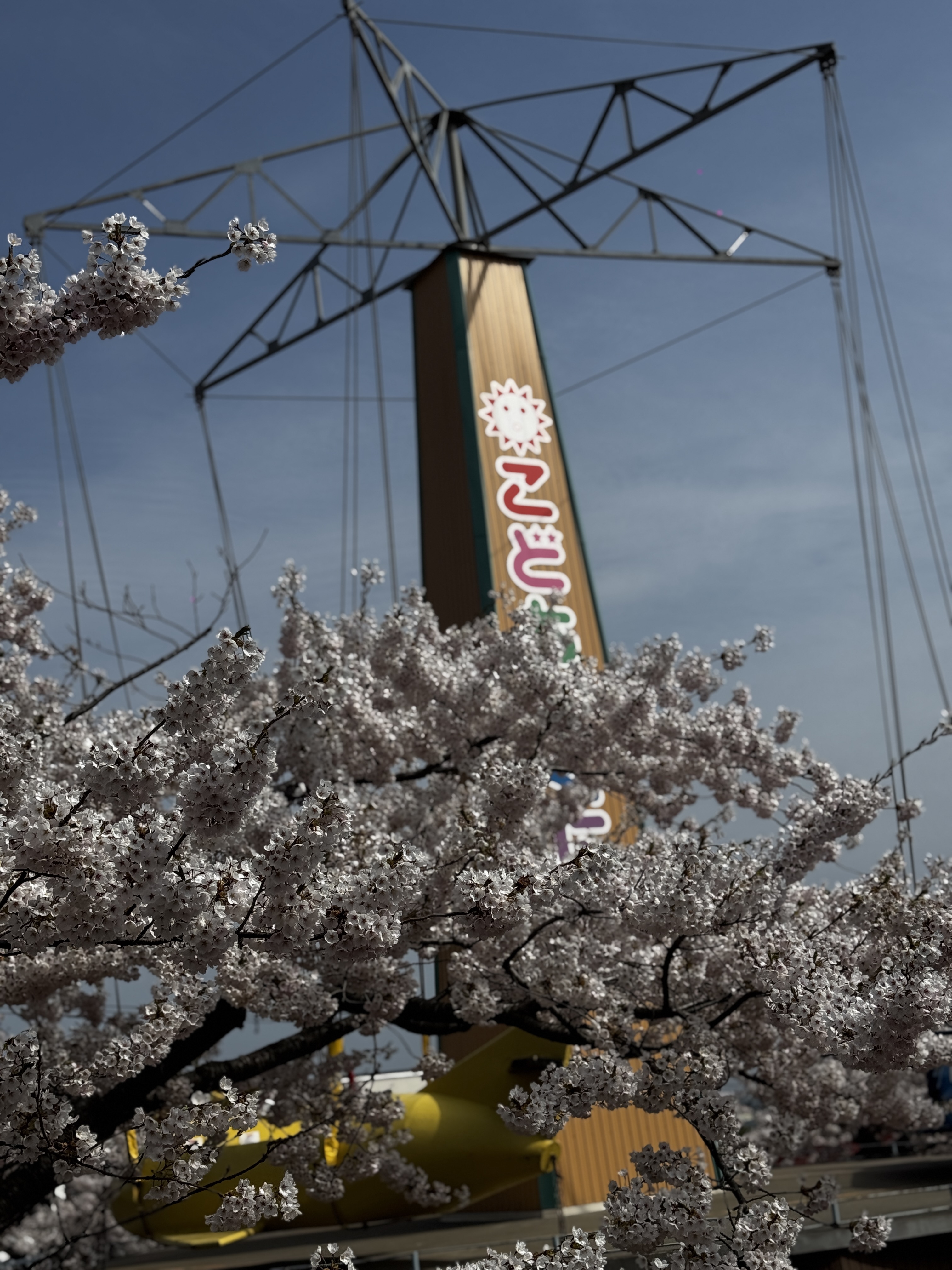 満開の桜越しに見える、大きなこいのぼりの柱とやぐら