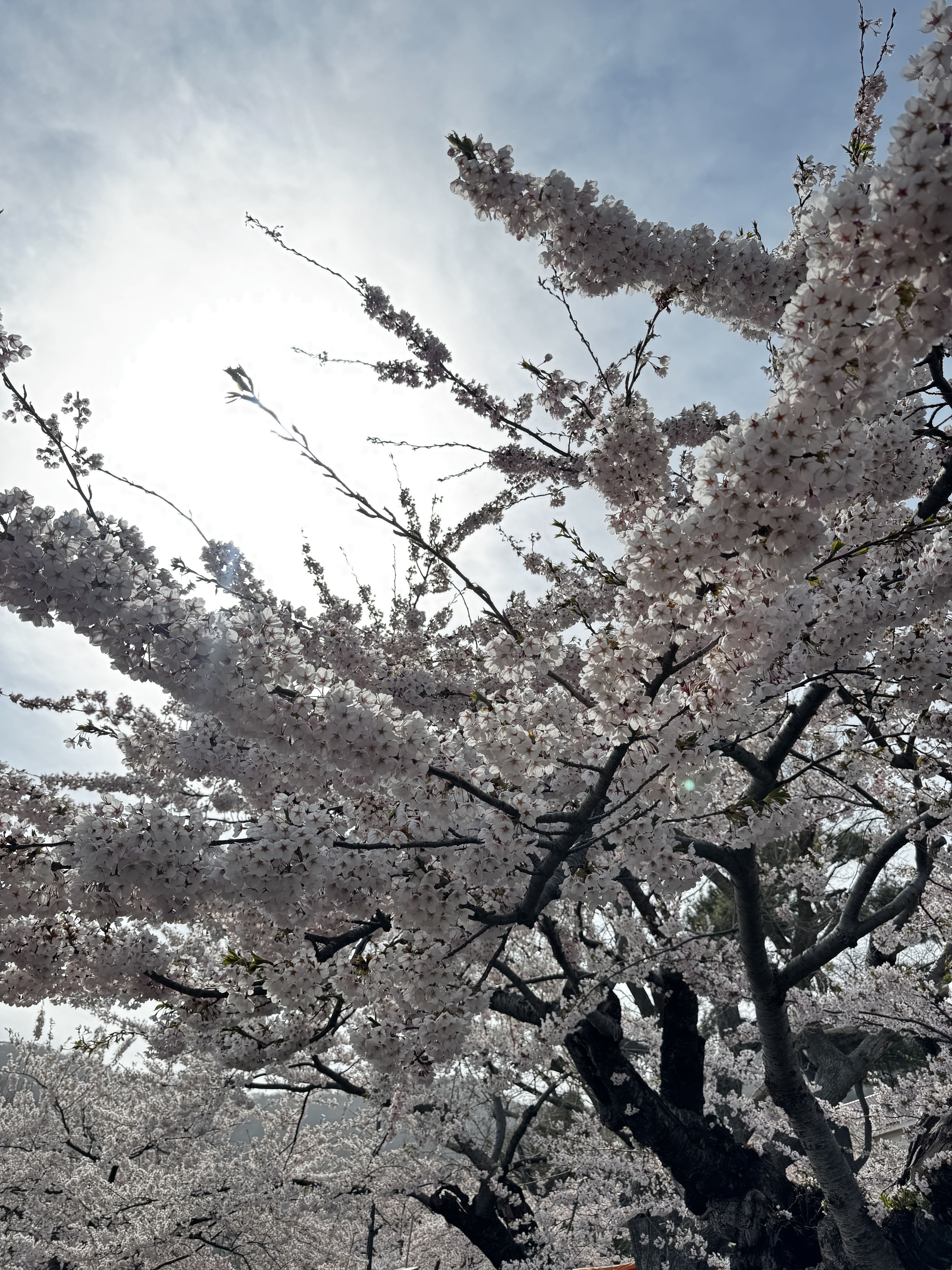 青空に向かってひろがる満開の桜。枝いっぱいの花びらが光を浴びている